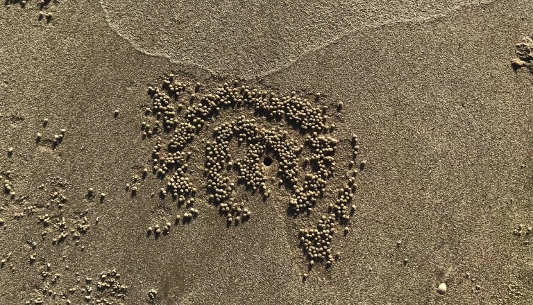 Bolas de arena de los cangrejos